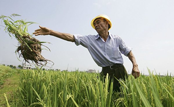 2006年6月20日,一位中國農民在湖南省長沙市的雜交水稻種植場工作。中國農業部已將基因改造水稻在動物身上做了實驗。專家建議有關部門推進基因改造水稻的產業化。(Guang Niu/Getty Images)