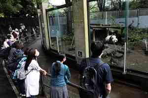中日關係緊張 上野公園2熊貓將提早歸還中國