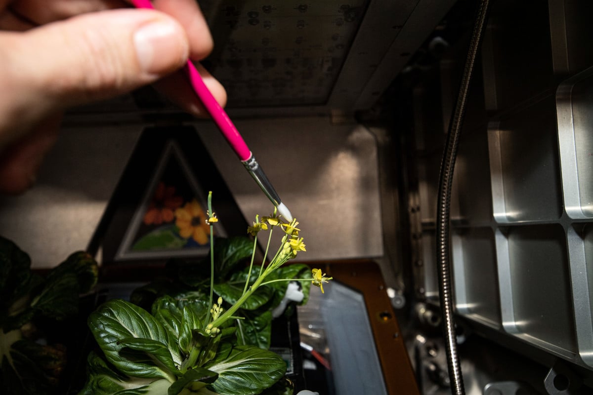 霍普金斯用畫筆幫助國際太空站上的「特矮」小白菜的花朵授粉。（NASA官網）
