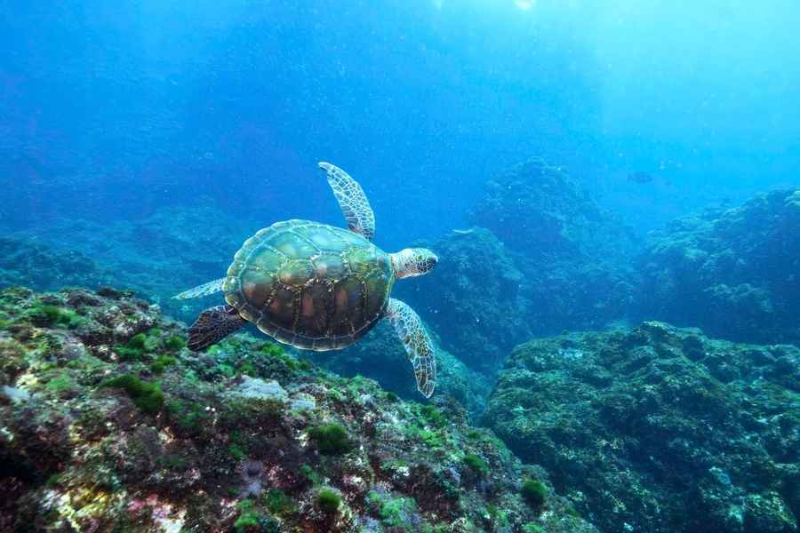 凍得瀕死 稀有綠海龜獲救6個月後重歸大海