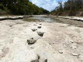 乾旱致河道乾涸 美國德州驚現1億年前恐龍足跡