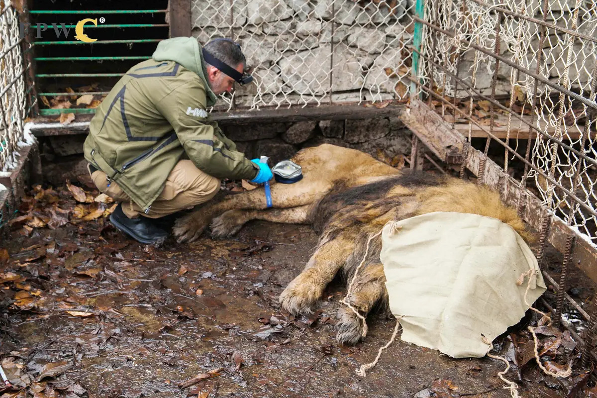 從亞美尼亞廢棄動物園轉移至臨時檢疫設施前，魯本接受獸醫的檢查。（Animal Defenders International提供）