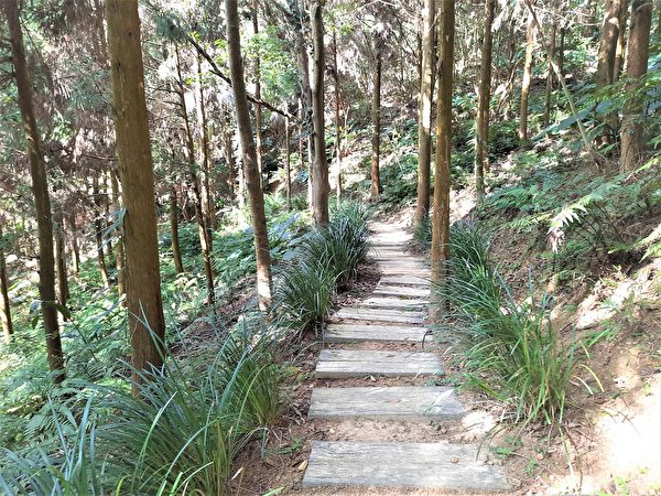 園區有森林秘境步道。(王知涵/大紀元)