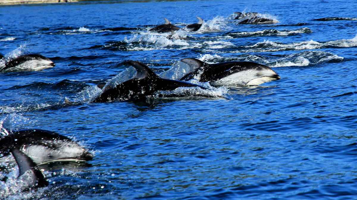 在溫哥華島的海面與上百隻海豚嬉戲。