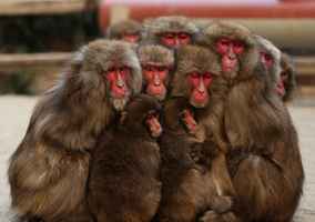 日本山口頻現猴子攻擊人 58人遇襲多人受傷