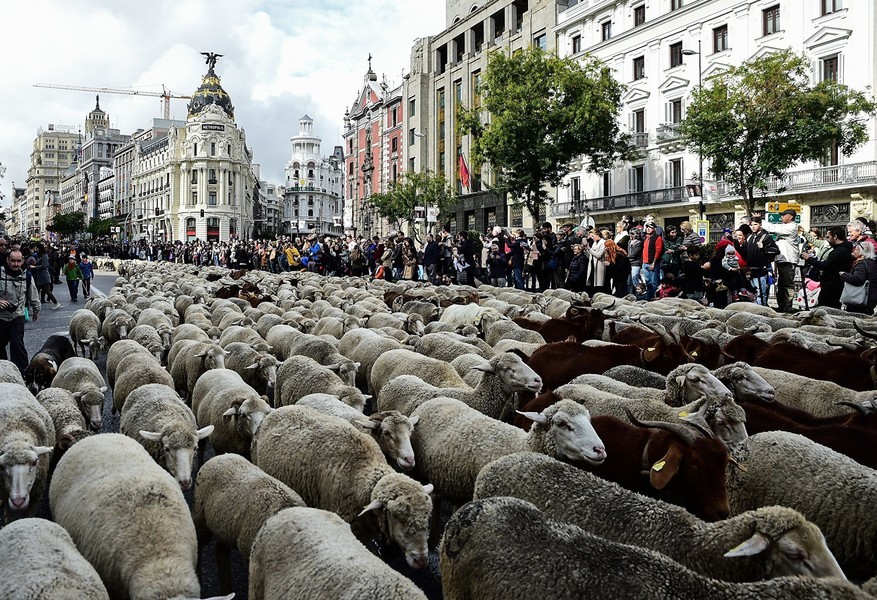 組圖：年度盛會 2千隻綿羊在馬德里逛大街