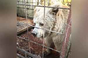 白熊被馬戲團圈養20年後 在烏克蘭獲救（多圖）