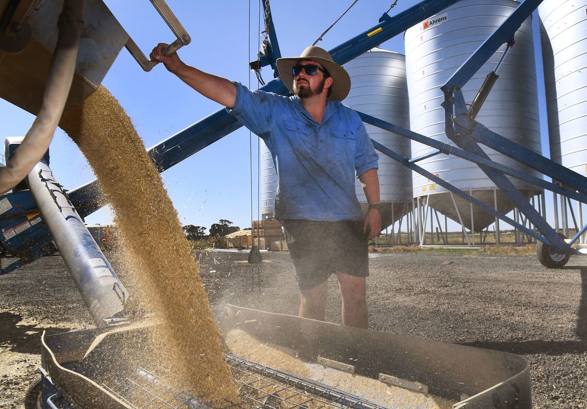 墨爾本西部一家農場的農場主正準備將收穫的大麥送進穀倉。（WILLIAM WEST/AFP via Getty Images）
