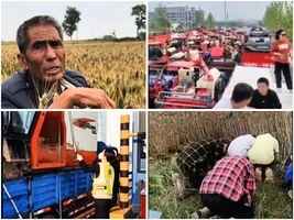 【一線採訪】河南小麥損失慘重 補貼被指作秀