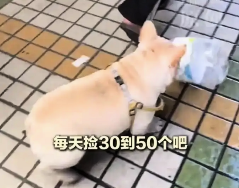 廣州寵物犬撿瓶子走紅 5年為主人賺萬元