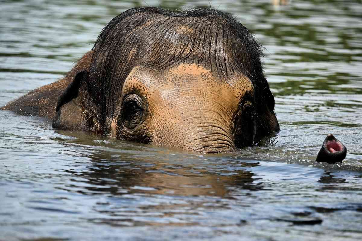 2025年7月2日,比利時布呂熱萊特(Brugelette),天堂動物園(Pairi Daiza Zoo)內的一頭大象待在池塘裏納涼。(Nicolas Tucat/AFP via Getty Images)