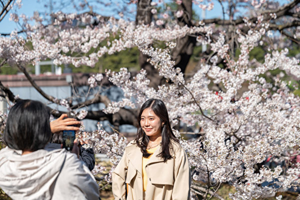 2023年3月19日，日本東京，一名遊客與櫻花合照。（Yuichi Yamazaki/AFP）