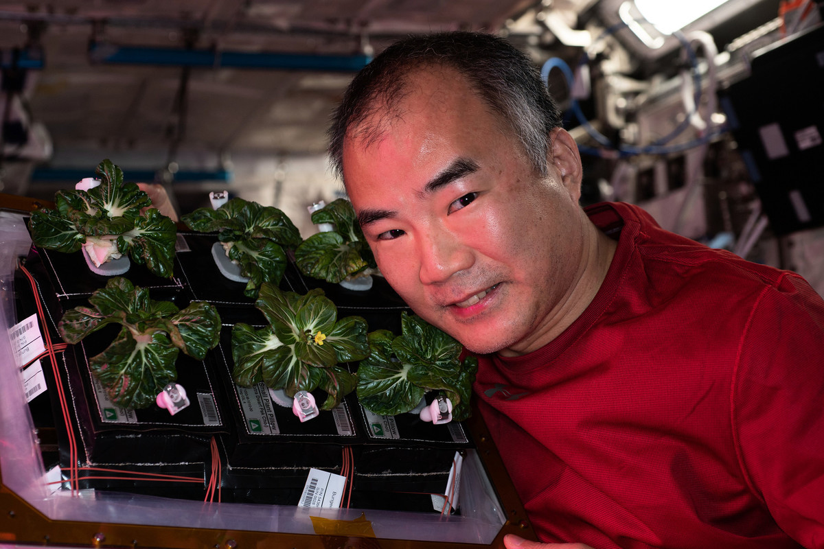 日本宇宙航空研究開發機構（Japan Aerospace Exploration Agency）的太空人、第64遠征隊飛行工程師野口聰一（Soichi Noguchi）與國際太空站上生長的「特矮」小白菜合照。（NASA官網）
