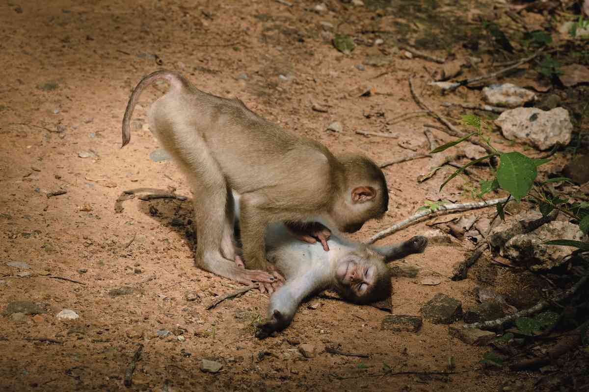 2020年「搞笑野生動物攝影獎」近日公布了入圍決賽的攝影作品。（Federica Vinci提供）