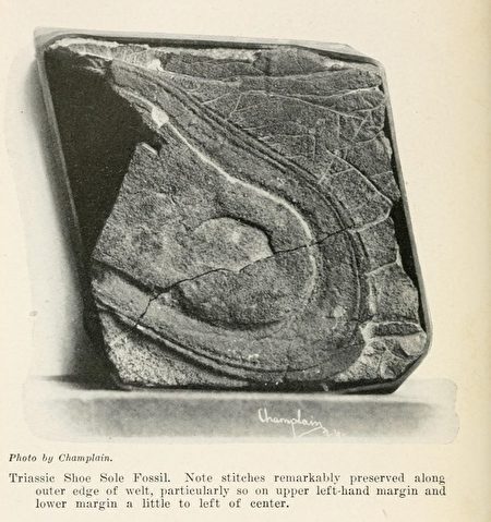 圖6-21 內華達州三疊紀鞋底化石（公有領域）