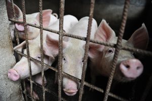 加國禁止進口中國豬肉產品 防非洲豬瘟病毒