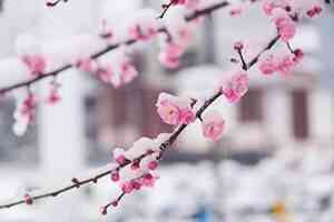 那日梅花心醉,今昔兩鬢生華——讀《清平樂‧年年雪裏》