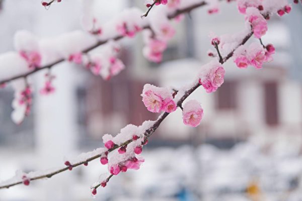 那日梅花心醉，今昔兩鬢生華——讀《清平樂‧年年雪裏》