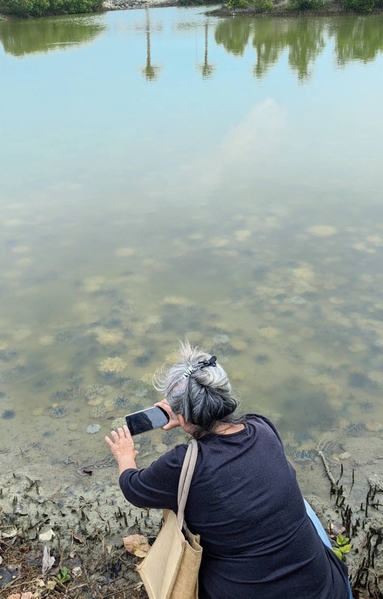 台灣水母湖近日色彩繽紛的水母大爆發數量約8萬至10萬隻。（攝影師、手機獵人宋永泰提供）