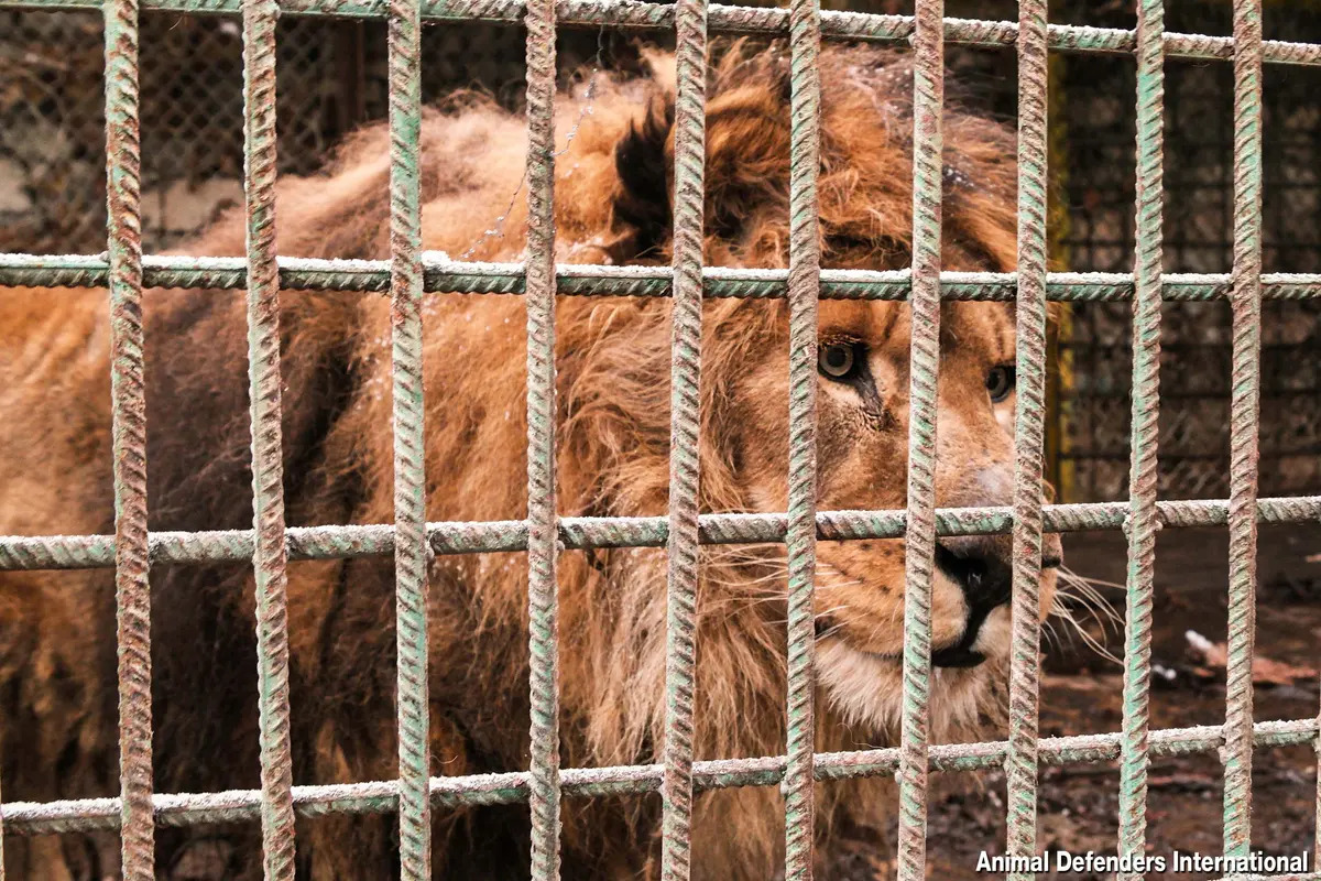 魯本被圈養在這個狹小的籠子裏長達15年之久。（Animal Defenders International提供）