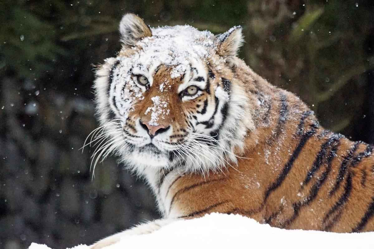 一位野生動物攝影師前不久在俄羅斯遠東的森林裏，捕捉到一張極其稀有的東北虎的照片。此為東北虎示意圖。（Pixabay）