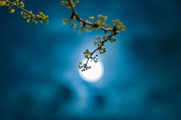 關於中秋月有一神奇事兒：從皎潔明亮的月中落下具有神力的桂子來。 （pixabay）