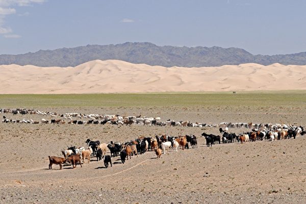 蒙古男子種樹四十萬棵 在戈壁沙漠形成綠洲