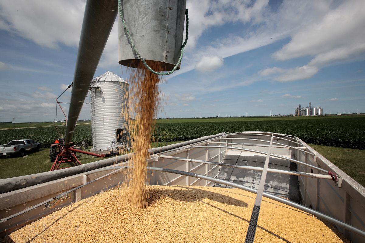 美國農業部周三（8月7日）宣佈將16.5萬公噸大豆出售給一個神秘買家。（AFP）
