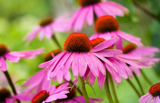 紫錐菊。（Shutterstock）