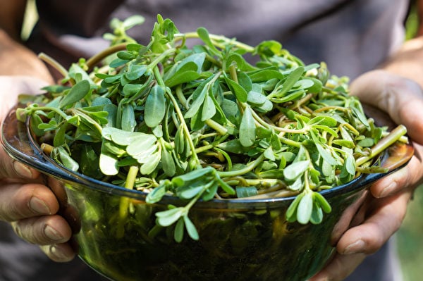 馬齒莧在中國古代的民間傳說中被稱為 「長壽菜」。（Shutterstock）