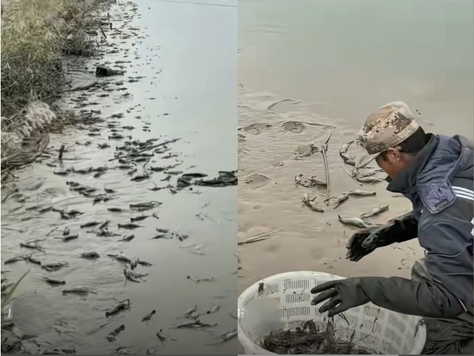 氣溫驟降 遼寧養殖戶數萬斤蝦一夜凍死