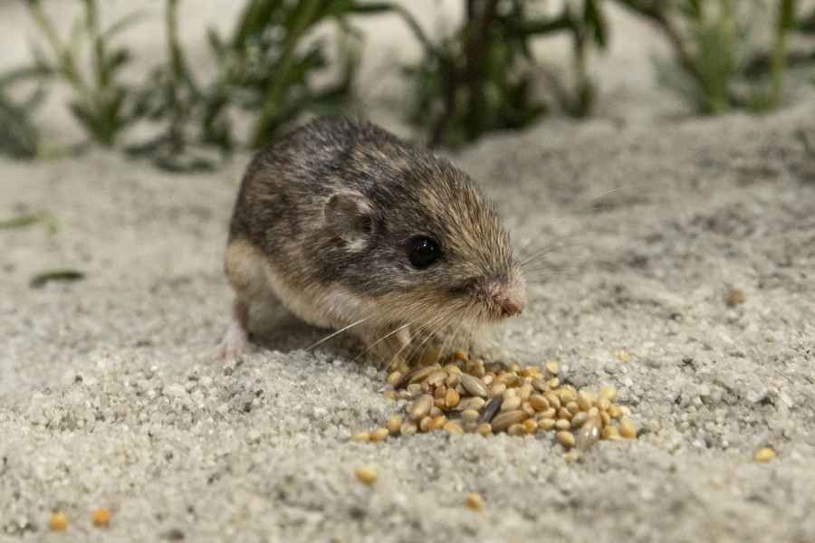 美國動物園圈養的9歲老鼠 創最長壽世界紀錄