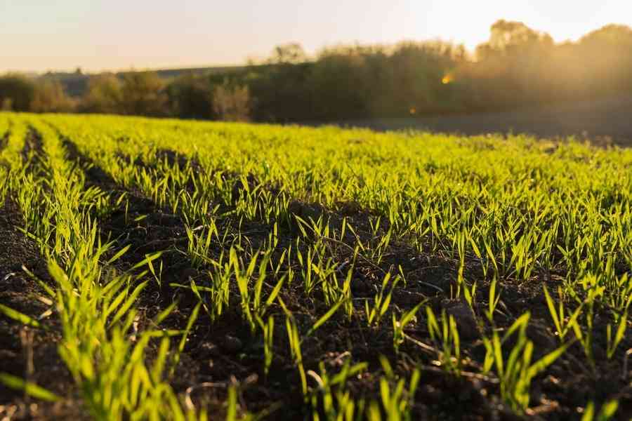 國之將傾覆 仁臣當如何？