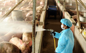 日本沖繩豬瘟疫情蔓延 將再撲殺2809豬隻