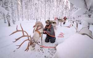 不懼挑戰 芬蘭女飼養馴鹿 發展特色旅遊業