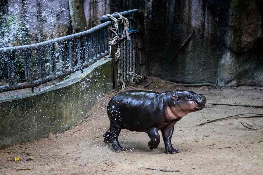 泰國網紅小河馬滿周歲 粉絲湧動物園為牠慶生