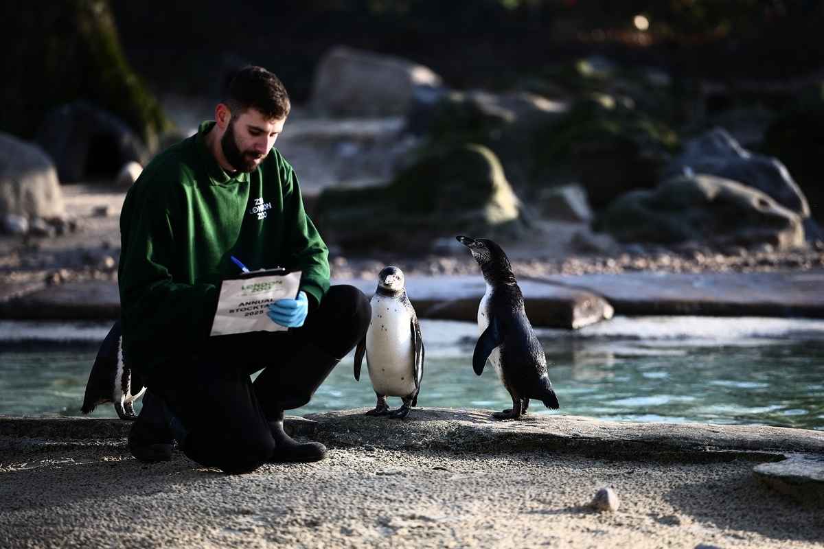 2025年1月3日,英國倫敦動物園舉行年度盤點活動。圖為在拍照環節,一位飼養員與洪堡企鵝合照。洪堡企鵝原產自南美洲的秘魯和智利,野外現存成年個體數量僅約3.2萬隻,已被列為易危物種。(Henry Nicholls/AFP via Getty Images)