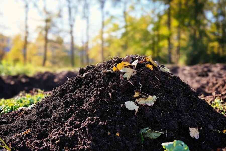 【名家專欄】食品是否安全 讓蚯蚓來決定吧