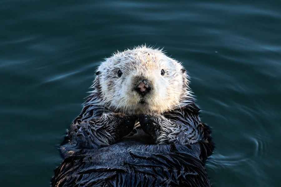 世界水獺日｜海獺主動向漁夫炫耀「寶貝石頭」 
