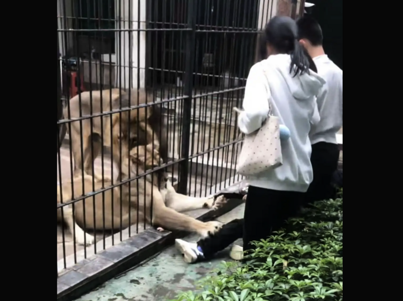 粵動物園驚魂一幕：女孩投餵獅子被隔欄抓腿