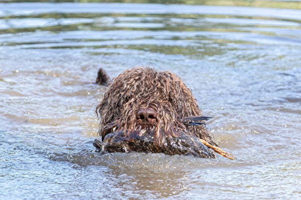 來自法國的巴貝特犬在捕獵水禽和游泳方面的技藝精湛，對人類友善。（Shutterstock）