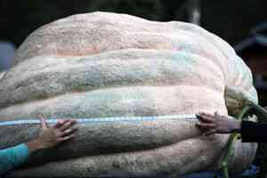 英雙胞胎兄弟種出世界最大南瓜 重達1279公斤