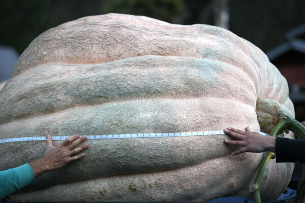 英雙胞胎兄弟種出世界最大南瓜 重達1279公斤