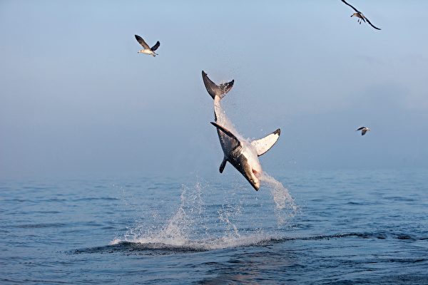 英國攝影師拍到罕見畫面：大鯊魚躍出海面