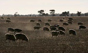澳洲維省運羊卡車翻車 200隻羊死亡