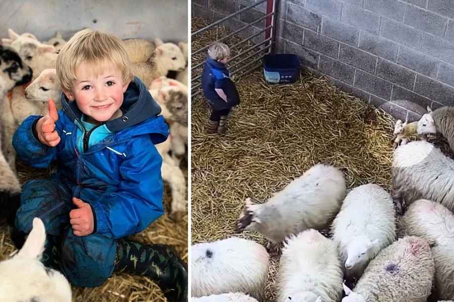 3歲牧童看到一對新生羊羔後 舉動走紅網絡