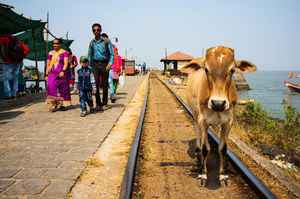 印度一頭牛被火車撞飛30米 砸死鐵軌旁老翁