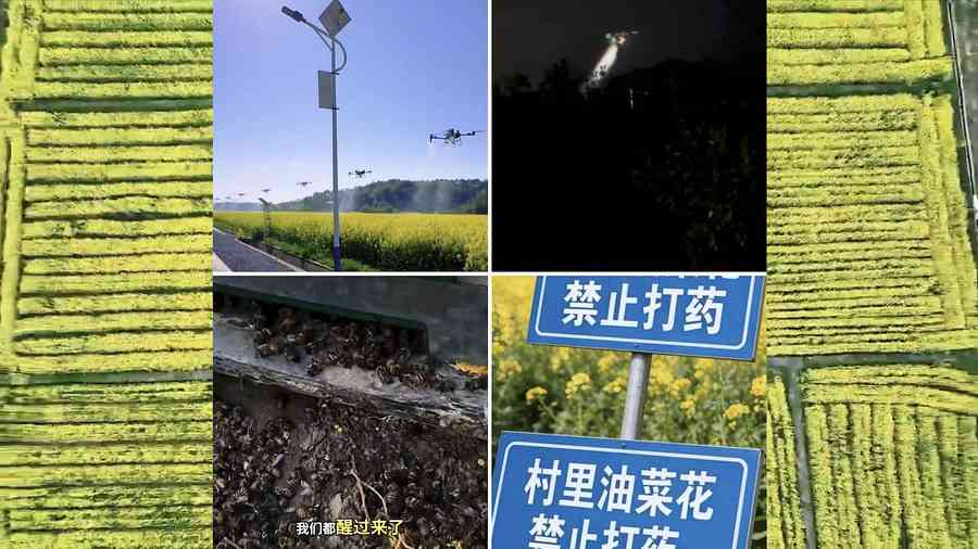 大陸多地無人機狂灑農藥釀災 蜂農損失慘重