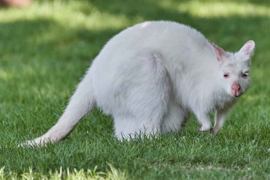 罕見景象：成群白色袋鼠在澳洲花園出現