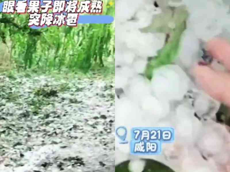 咸陽多地突降冰雹 果農恐血本無歸